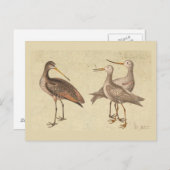 Shore Birds Postkarte (Vorne/Hinten)