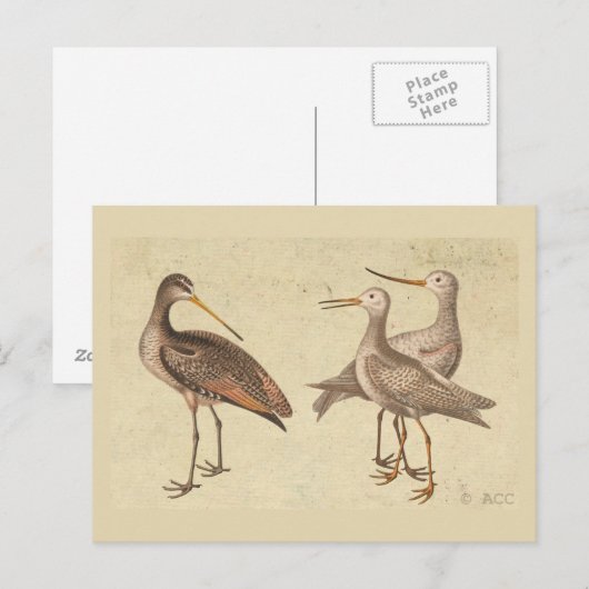 Shore Birds Postkarte (Vorne/Hinten)