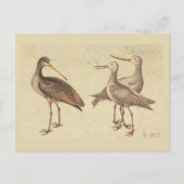 Shore Birds Postkarte (Vorderseite)