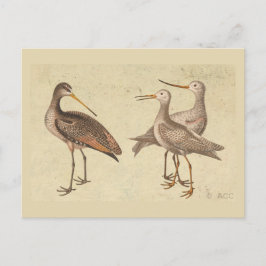 Shore Birds Postkarte