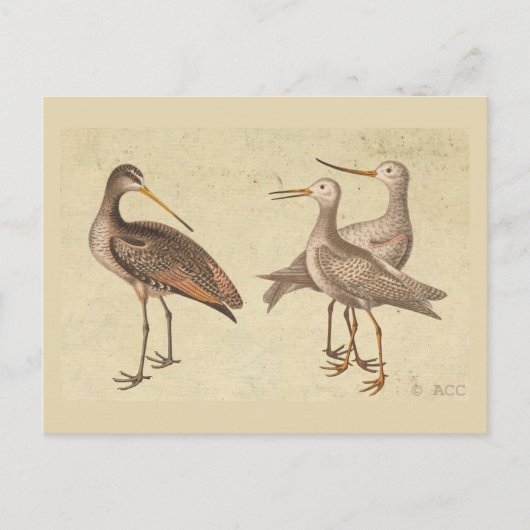 Shore Birds Postkarte (Vorderseite)
