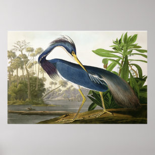 Shore Lark - Wildlife Painter John Audubon Poster