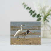 Shorebird-Postkarte Postkarte (Stehend Vorderseite)