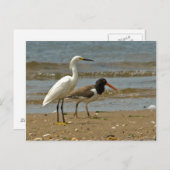Shorebird-Postkarte Postkarte (Vorne/Hinten)