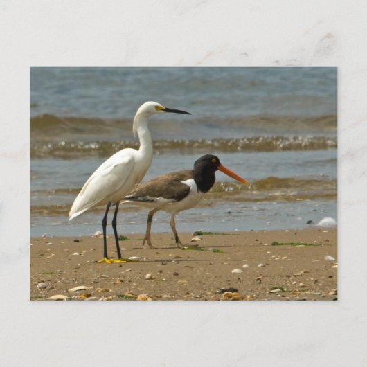 Shorebird-Postkarte Postkarte (Vorderseite)