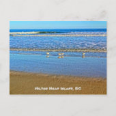 Shorebirds im Surf! Hilton Head Island SC Postkarte (Vorderseite)
