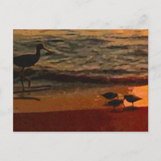Shorebirds Postkarte (Vorderseite)