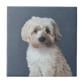 Shorkie-Hundeportrait Fliese (Vorderseite)