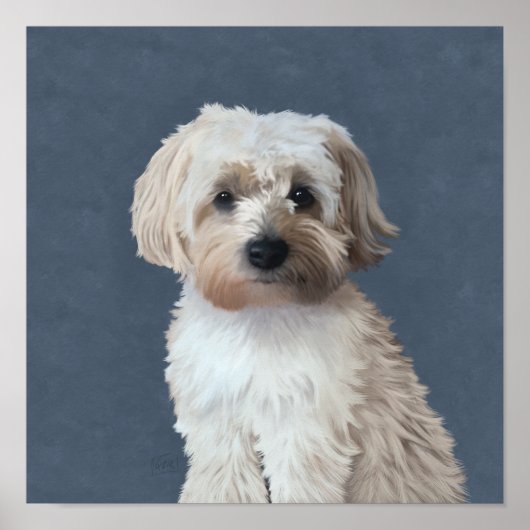 Shorkie-Hundeportrait Poster (Vorne)