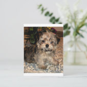 Shorkie Puppy Postkarte (Stehend Vorderseite)