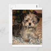 Shorkie Puppy Postkarte (Vorne/Hinten)