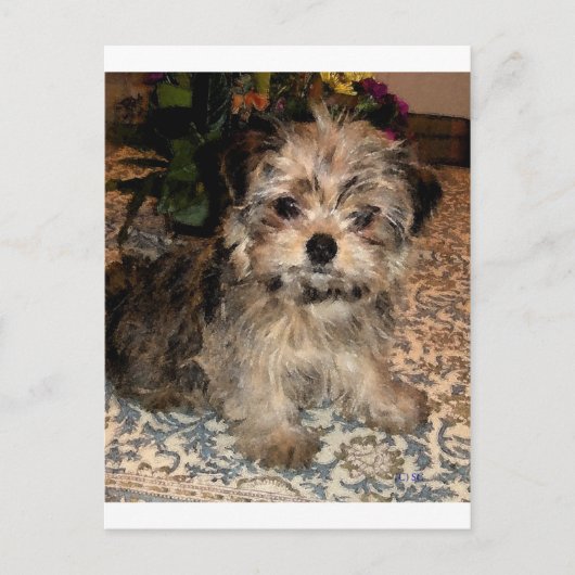 Shorkie Puppy Postkarte (Vorderseite)