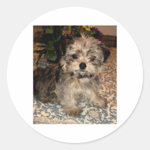 Shorkie Puppy Runder Aufkleber