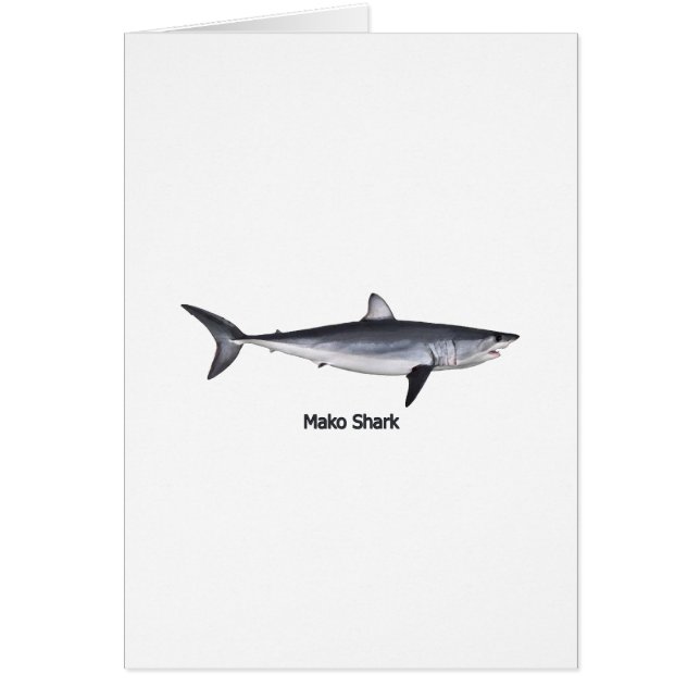 Shortfin Mako-Haifisch-Illustration (Vorne)