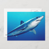 Shortfin Mako Shark Postkarte (Vorne/Hinten)