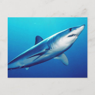 Shortfin Mako Shark Postkarte