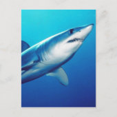 Shortfin Mako Shark Postkarte (Vorderseite)