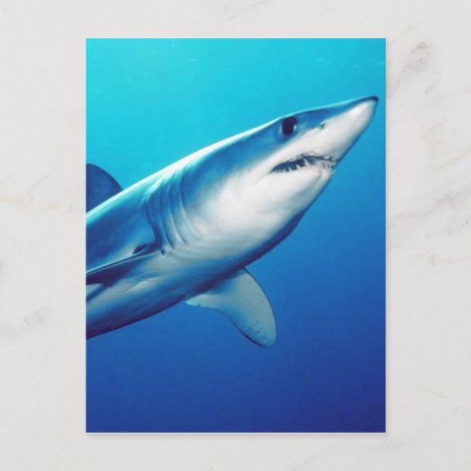 Shortfin Mako Shark Postkarte (Vorderseite)