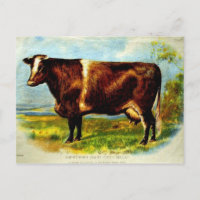 Shorthorn Dairy Cow Lithographie 1904