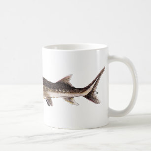 Shortnose Stör - Acipenser brevirostrum Kaffeetasse