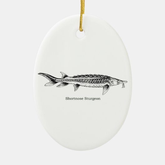 Shortnose Stör Keramikornament (Vorne)