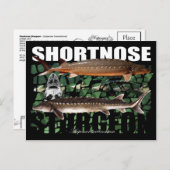 Shortnose Sturgeon PostCard Postkarte (Vorne/Hinten)