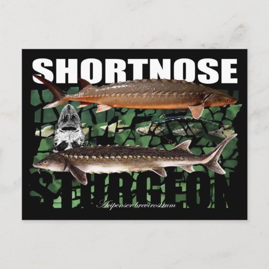 Shortnose Sturgeon PostCard Postkarte (Vorderseite)