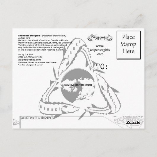 Shortnose Sturgeon Scutes PostCard Postkarte (Rückseite)