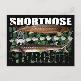Shortnose Sturgeon Scutes PostCard Postkarte
