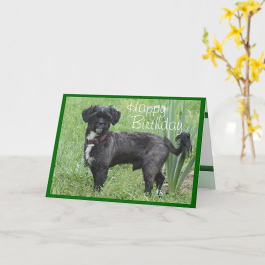 Shorty Iris-fertigen vorbei jede mögliche Karte (Gelbe Blume)