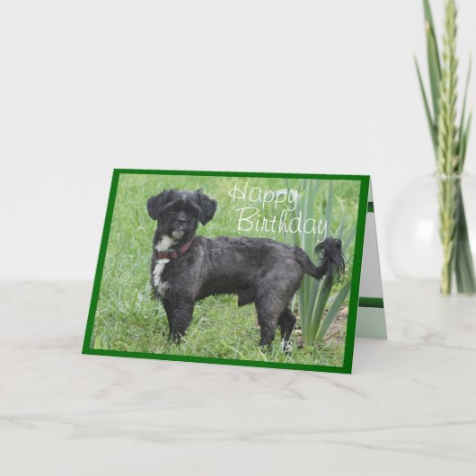 Shorty Iris-fertigen vorbei jede mögliche Karte (Vorderseite)