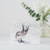 Shouting Pinguin Postkarte (Stehend Vorderseite)