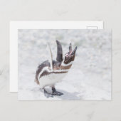 Shouting Pinguin Postkarte (Vorne/Hinten)