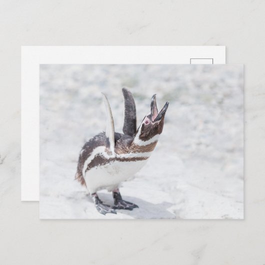 Shouting Pinguin Postkarte (Vorne/Hinten)