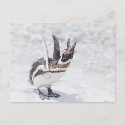 Shouting Pinguin Postkarte (Vorderseite)
