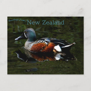 Shoveler Duck New Zealand Postkarte
