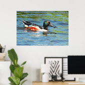 Shoveler Duck Poster (Heimbüro)