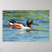 Shoveler Duck Poster (Vorne)