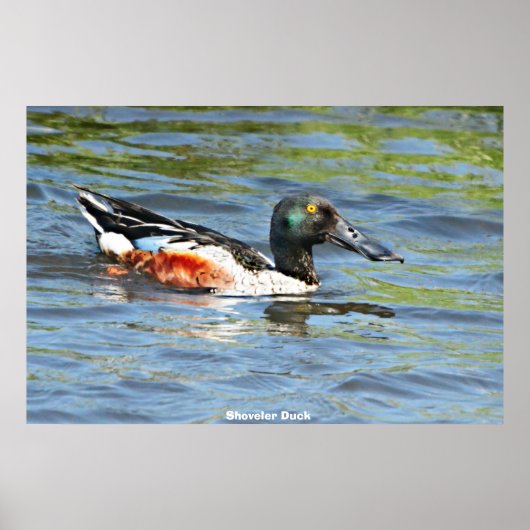 Shoveler Duck Poster (Vorne)