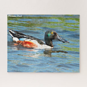 Shoveler Duck Puzzle