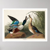 Shoveller Duck von Audubon Poster (Vorne)