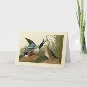 Shoveller Duck - von Audubon's Birds of America Karte