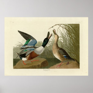 Shoveller Duck - von Audubon's Birds of America Poster