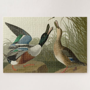 Shoveller Duck - von Audubon's Birds of America Puzzle