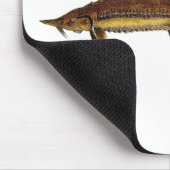 Shovelnose Stör - Scaphirhynchus platorynchus Mousepad (Ecke)