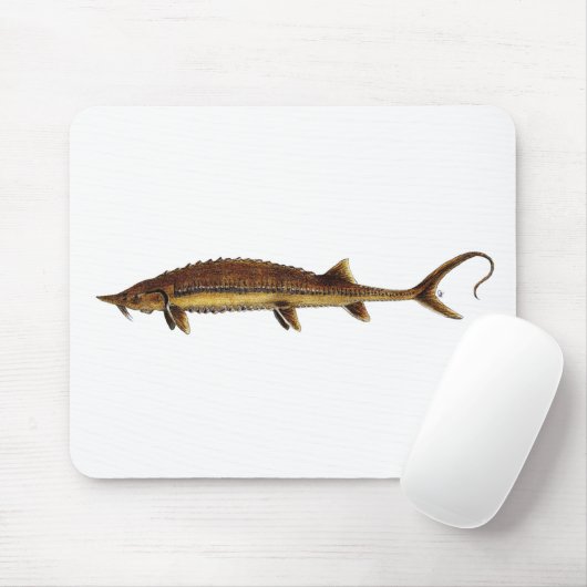 Shovelnose Stör - Scaphirhynchus platorynchus Mousepad (Mit Mouse)