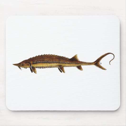 Shovelnose Stör - Scaphirhynchus platorynchus Mousepad (Vorne)