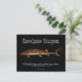 Shovelnose Sturgeon-Black-Postcard Postkarte (Stehend Vorderseite)