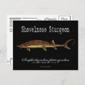 Shovelnose Sturgeon-Black-Postcard Postkarte (Vorne/Hinten)