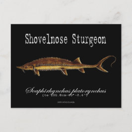 Shovelnose Sturgeon-Black-Postcard Postkarte